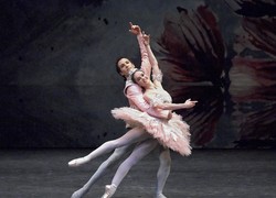 Image of The Australian Ballet